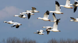 راز جهت‌یابی پرندگان؛ بدون GPS چطور راه را پیدا می‌کنند؟