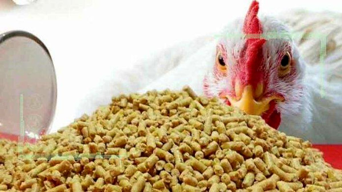 نبود نقدینگی عامل رویگردانی مرغداران از خوراک آماده طیور