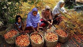 بازاریابی حلقه گمشده صادرات خرما