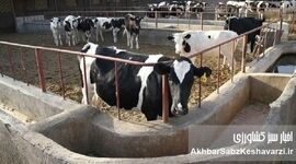 فاجعه در کشت و صنعت مغان؛ مرگ ۳۰۰ دام سنگین و بحران مدیریتی در جهاد کشاورزی