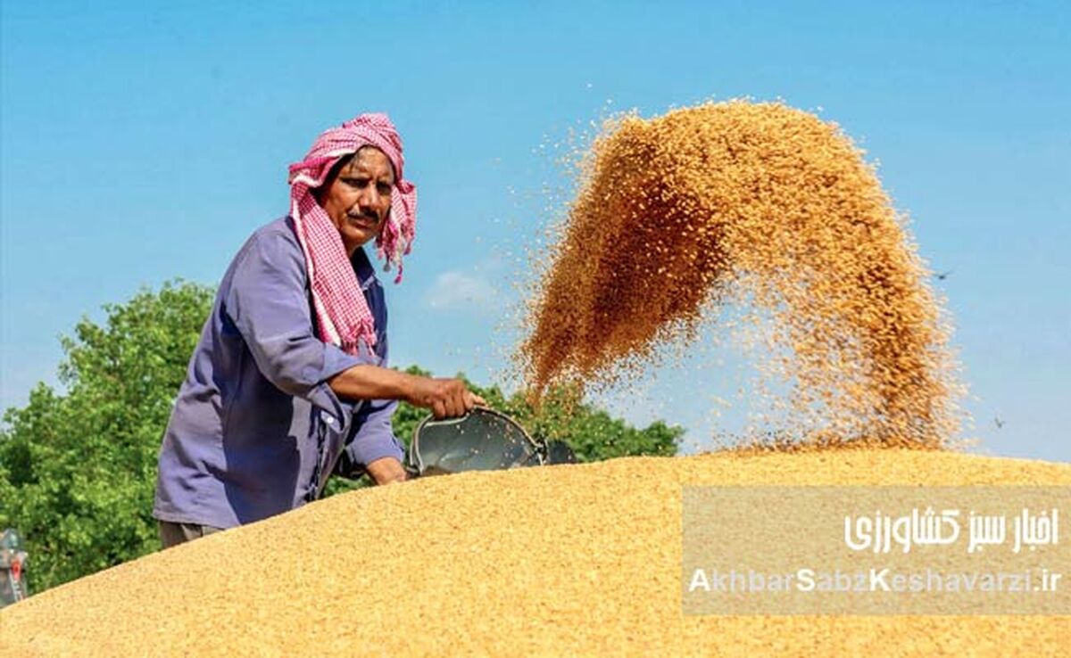  عربستان صادرکننده گندم؟ نقدی بر یک ادعا و چالش‌های خودکفایی در ایران
