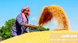  عربستان صادرکننده گندم؟ نقدی بر یک ادعا و چالش‌های خودکفایی در ایران