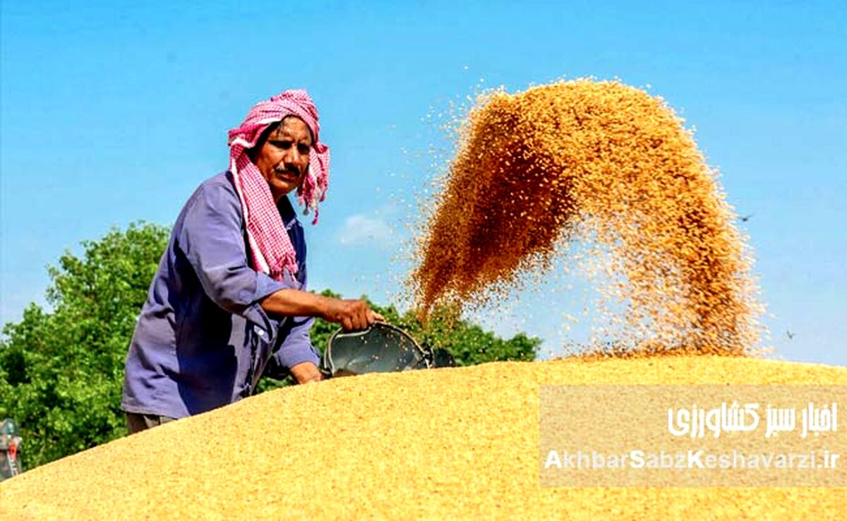  عربستان صادرکننده گندم؟ نقدی بر یک ادعا و چالش‌های خودکفایی در ایران