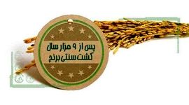 پس از ۹ هزار سال کشت سنتی برنج+اینفوگرافی