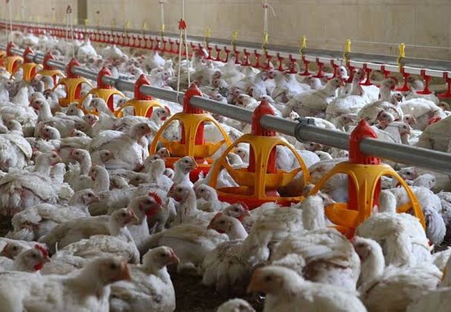 راهکارهای مدیریت تغذیه طیور در مواجهه با نوسانات دمای پاییز