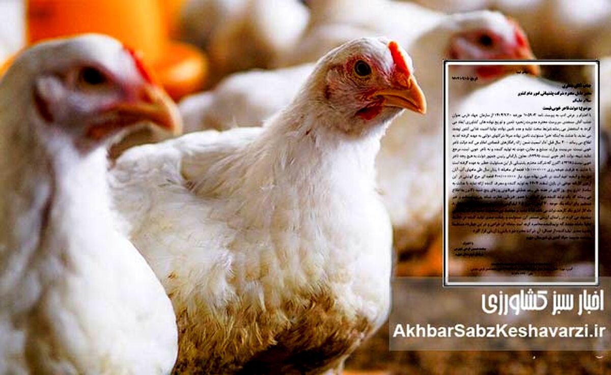 چالش دسترسی مرغداران به نهاده‌های دامی: وقتی دولت تاجر خوبی نیست+ نامه