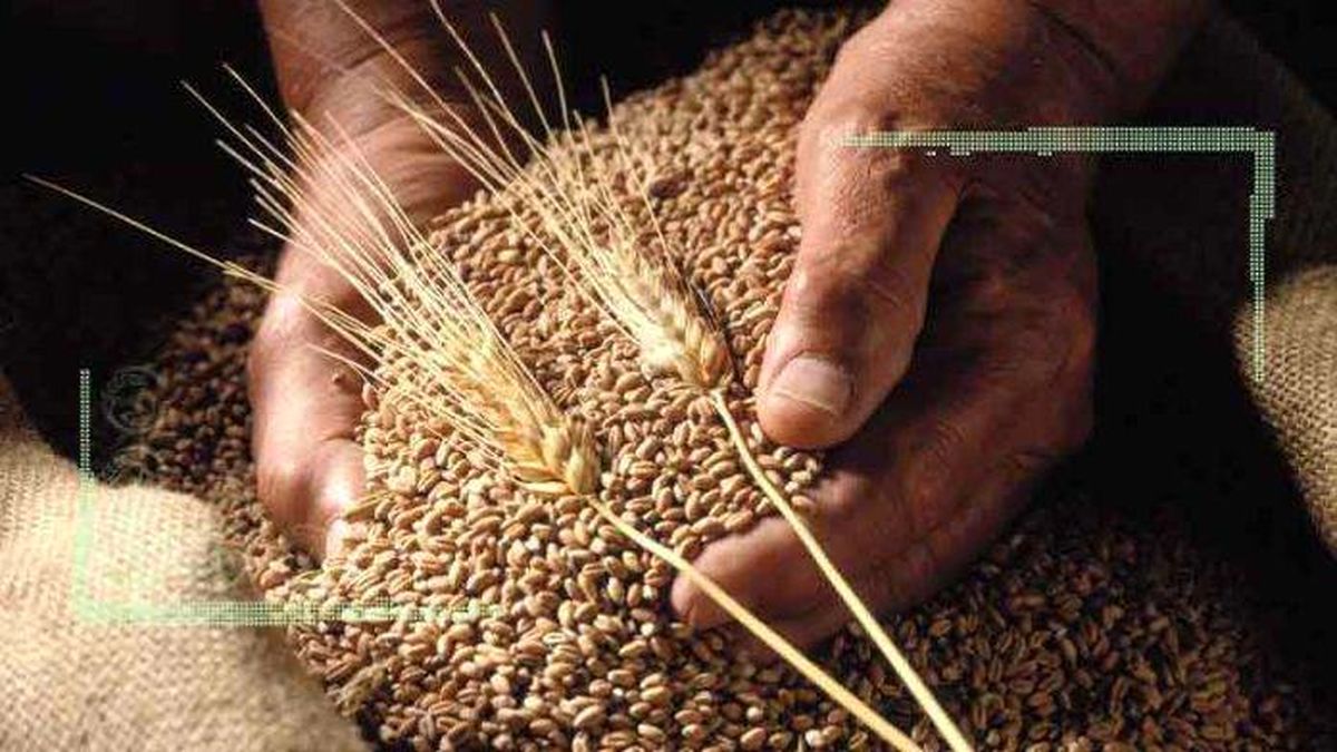 تولید گندم دیگر توجیه اقتصادی ندارد