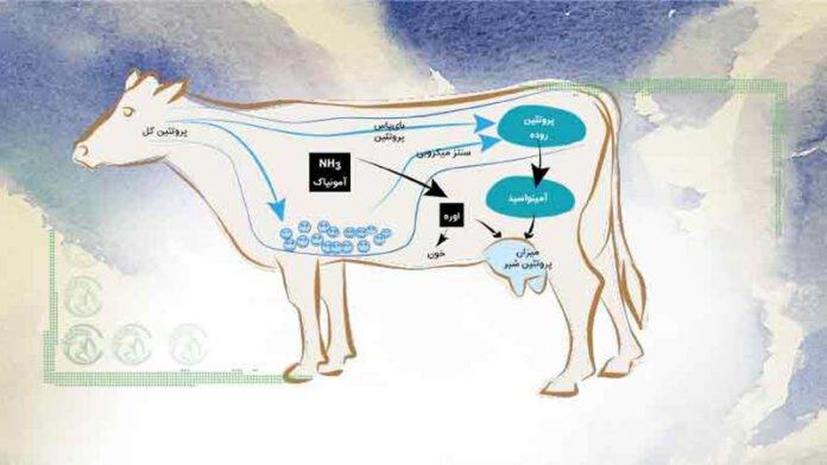 جایگاه اسیدهای آمینه در جیره غذایی گاوها