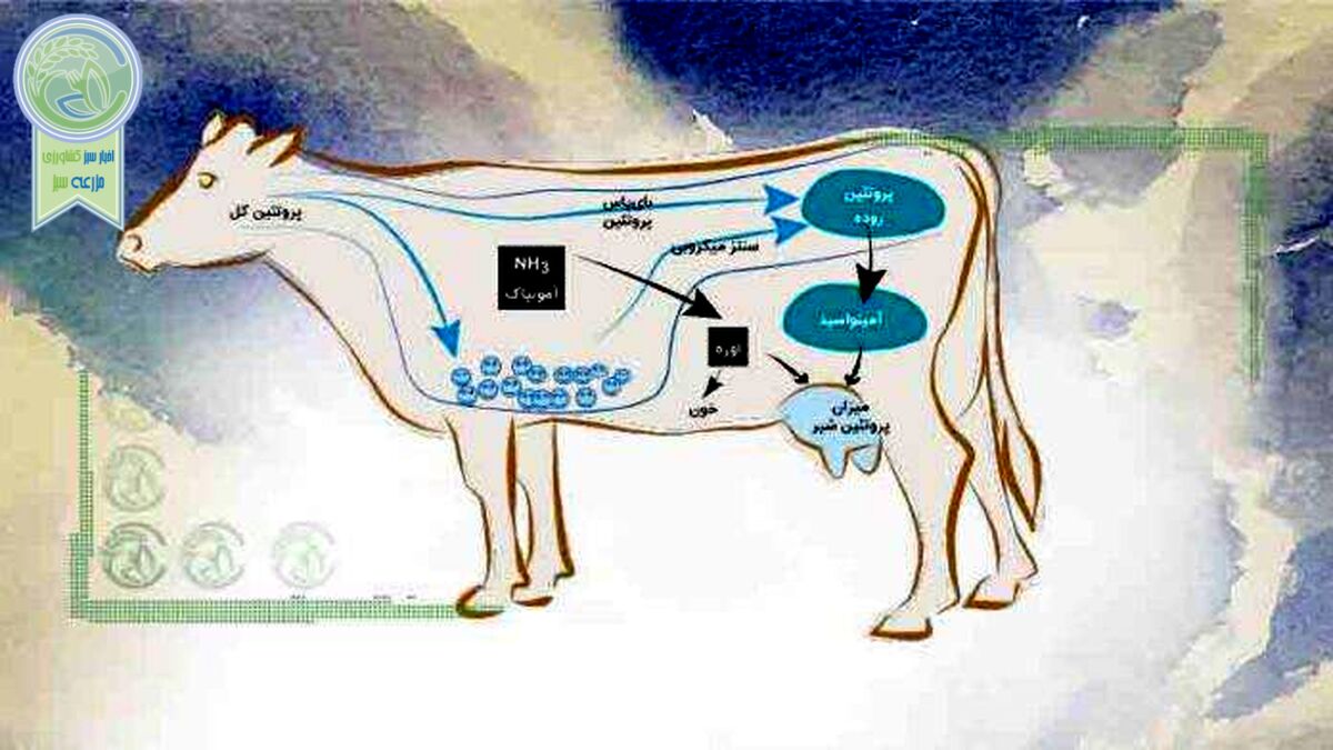 جایگاه اسیدهای آمینه در جیره غذایی گاوها
