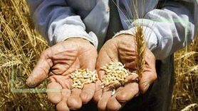 بلاتکلیفی قیمت گندم
