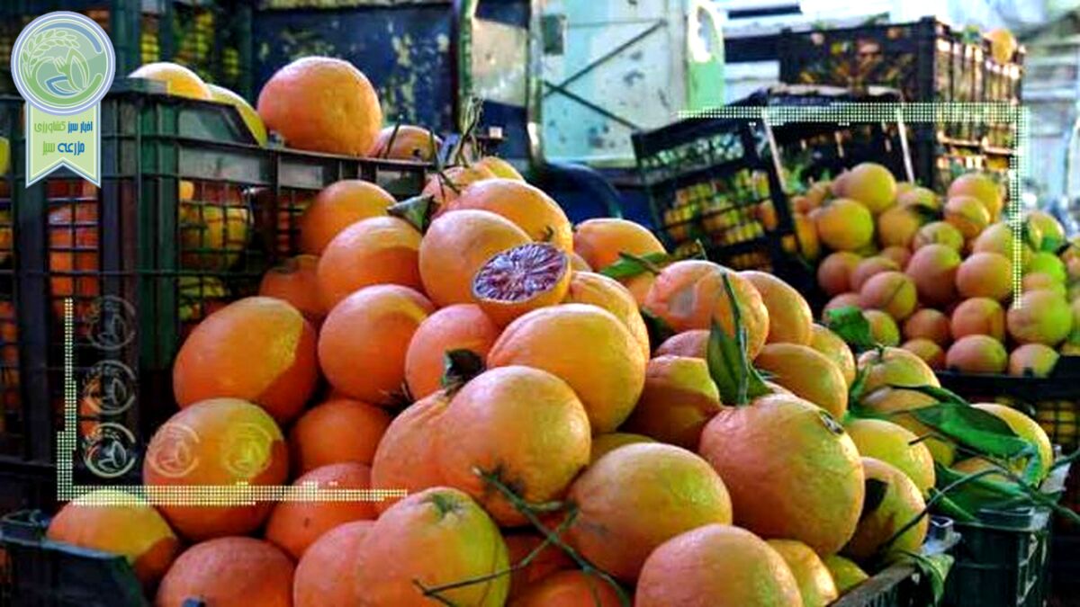 قیمت میوه و تره بار ۲۵ اردیبهشت ۱۴۰۲