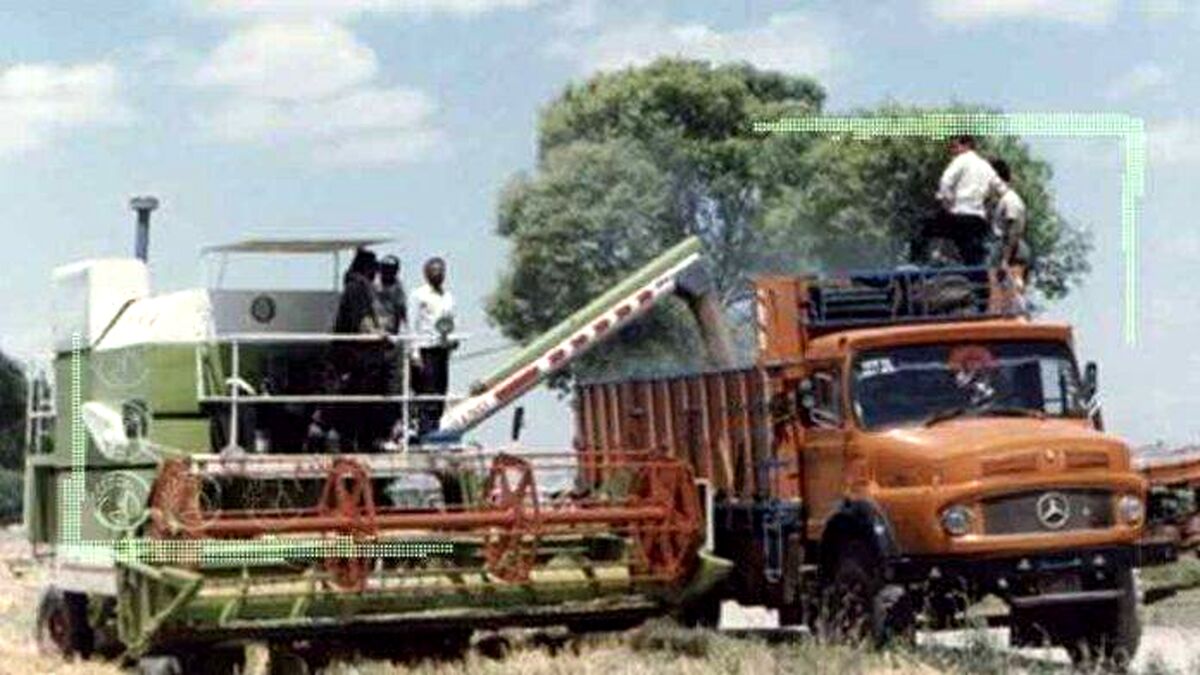 آمادگی برای برداشت غلات و خرید تضمینی محصولات