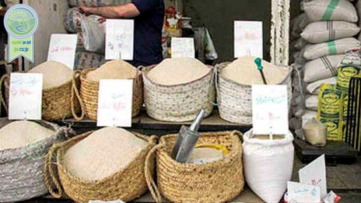 برنج‌کاران دست به دامن رئیس جمهور شدند