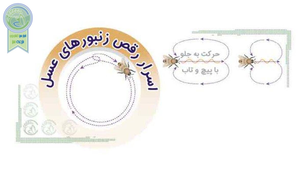 اسرار رقص زنبورهای عسل
