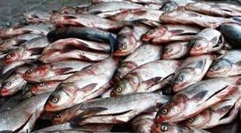 قیمت انواع ماهی ۱۸ خرداد ۱۴۰۲