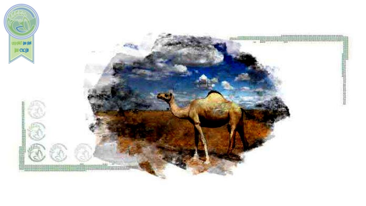 شتر دام فراموش شده