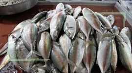 قیمت انواع ماهی ۶ تیر ۱۴۰۲