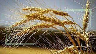 ظرفیت‌ها و مزیت‌های تولید گندم در ایران