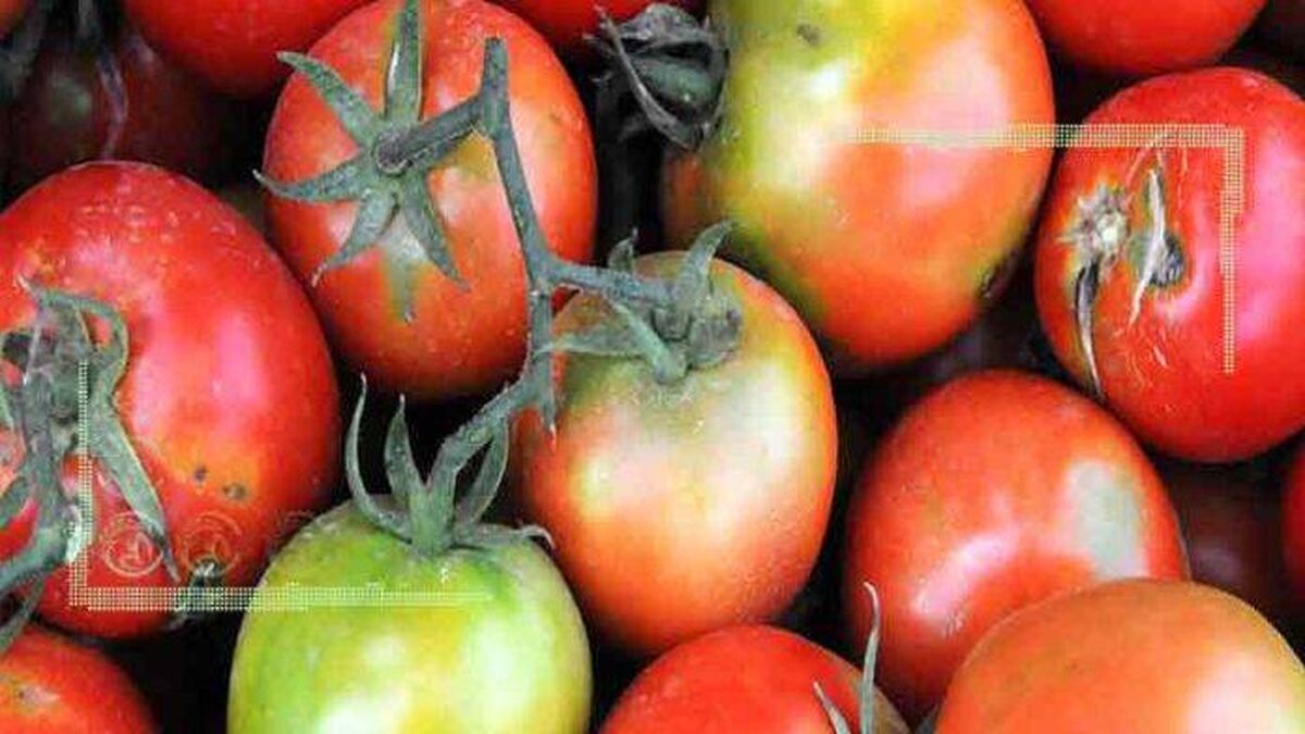  ویروسی شدن گوجه‌ فرنگی‌ در چند استان کشور