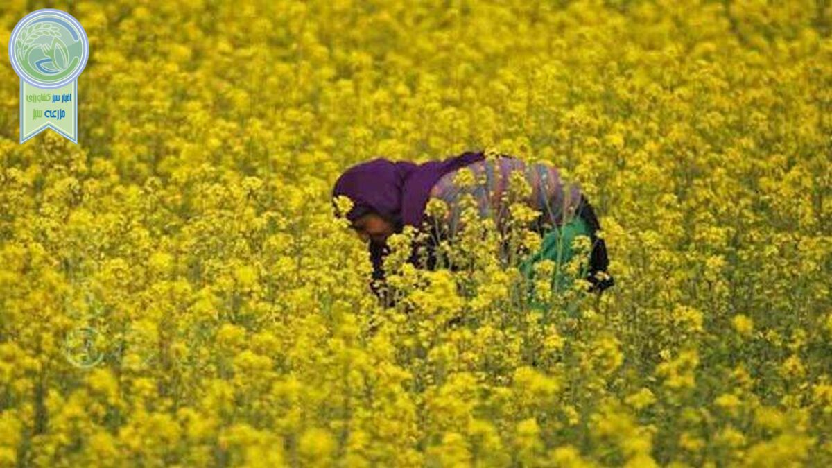 قیمت خرید تضمینی دانه‌های روغنی افزایش یافت