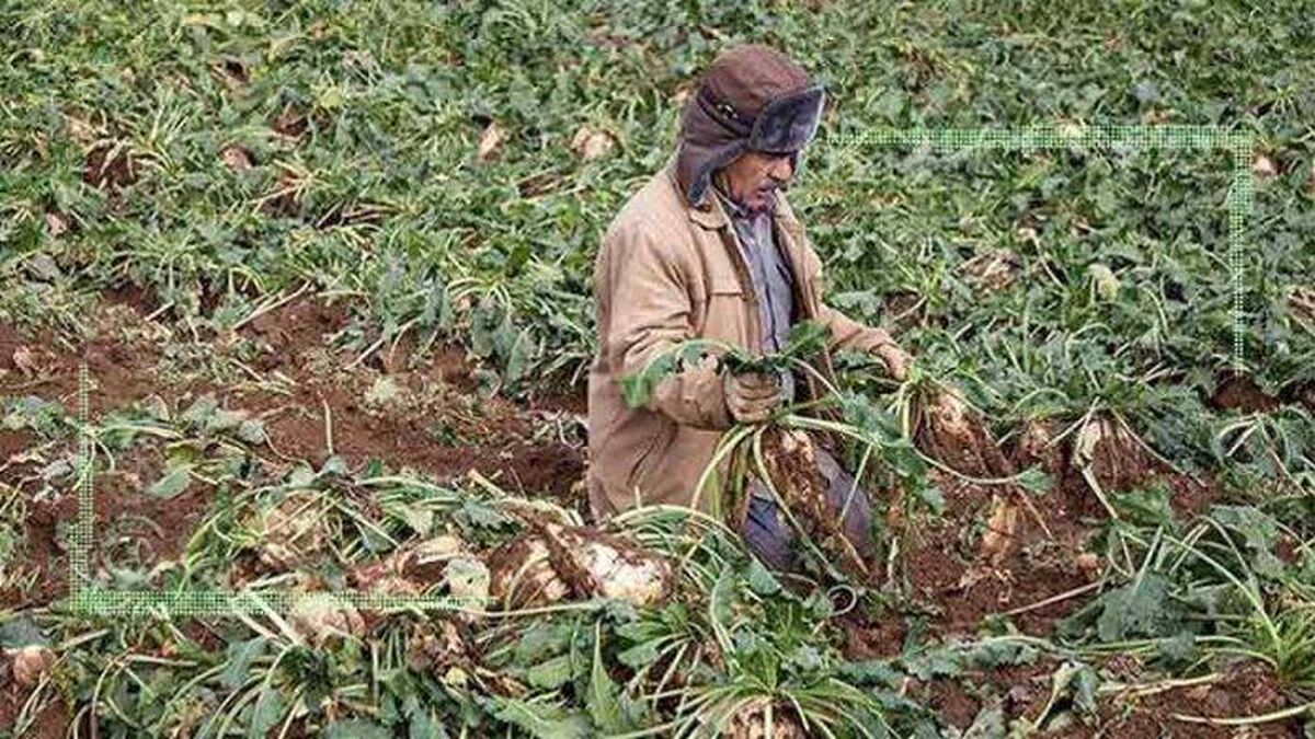 اعتباری برای الگوی کشت تخصیص نیافته
