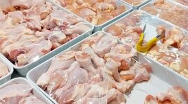 بازار مرغ باز هم بر مدار گرانی

