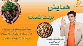 همایش «کشت برکت»؛ نسخه علمی برای افزایش عملکرد باغات پسته