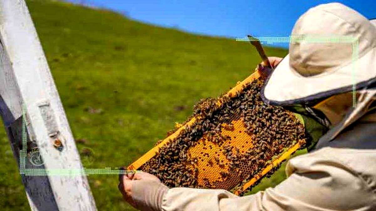 حال ناخوش صنعت زنبورداری