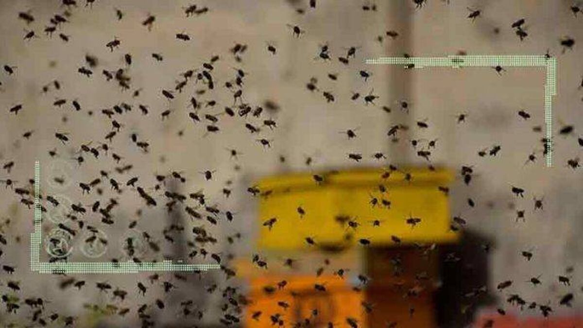 زنبوردار ایرانی تنها در مقابله با مشکلات