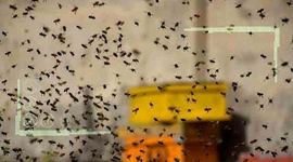 زنبوردار ایرانی تنها در مقابله با مشکلات