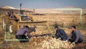هر قدم دانه شِکَری می‌کاشت