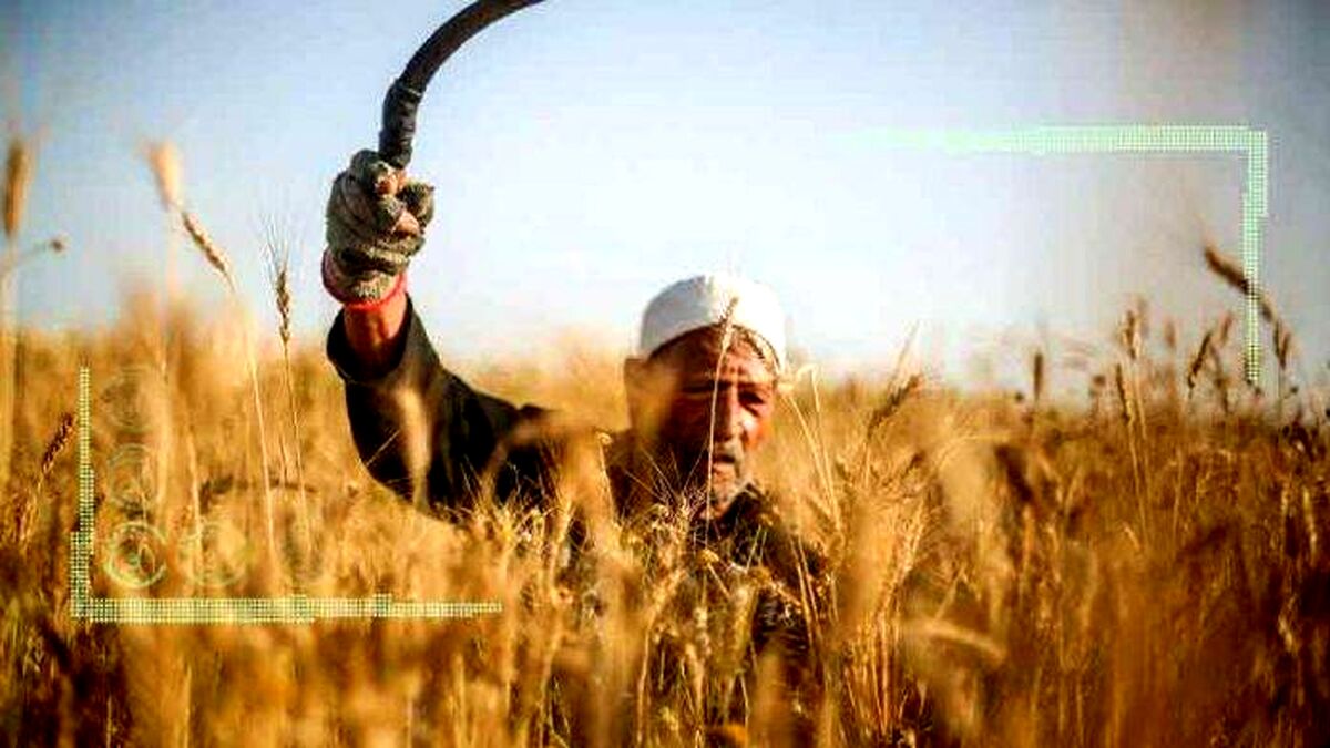 رکورد خرید گندم شکسته شد