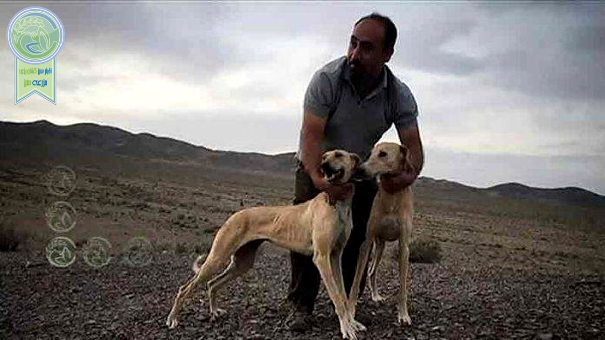 سگ ایرانی بخرم با خارجی؟ قسمت دوم