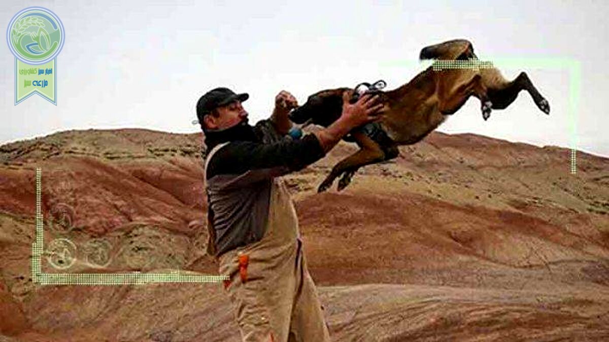 سگ ایرانی بخرم یا خارجی؟ قسمت سوم