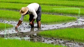 خودکفایی در تولید برنج شدنی است