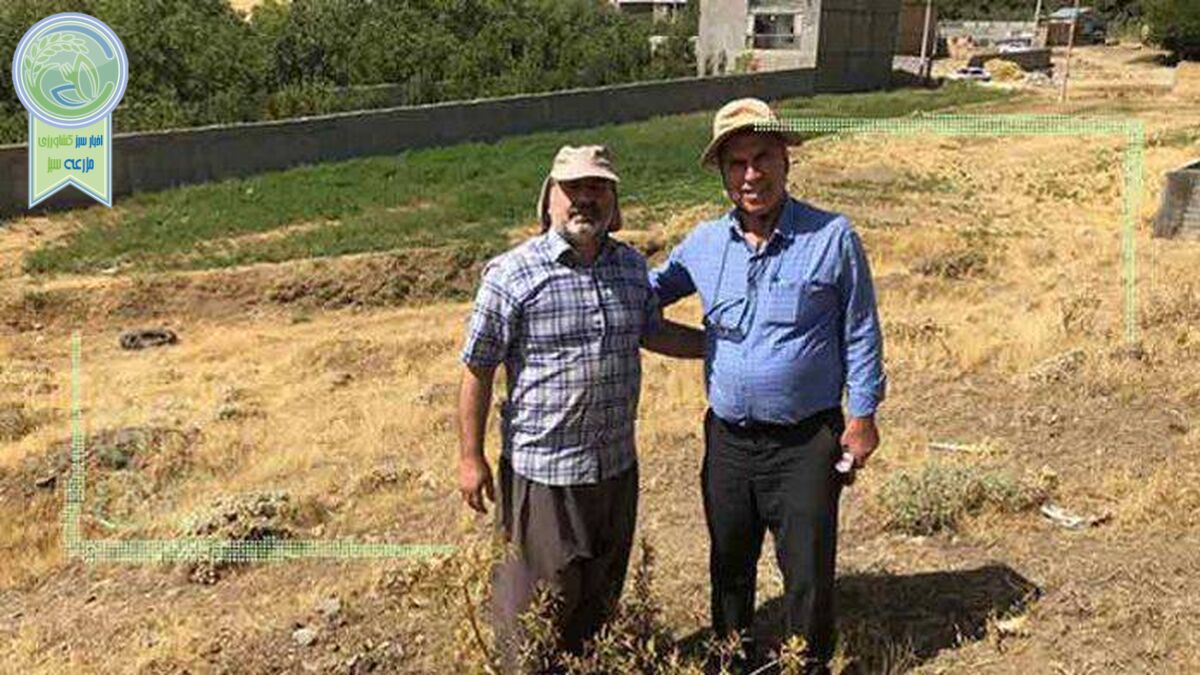 زنده نگهداشتن درختان بادام با آبیاری دستی
