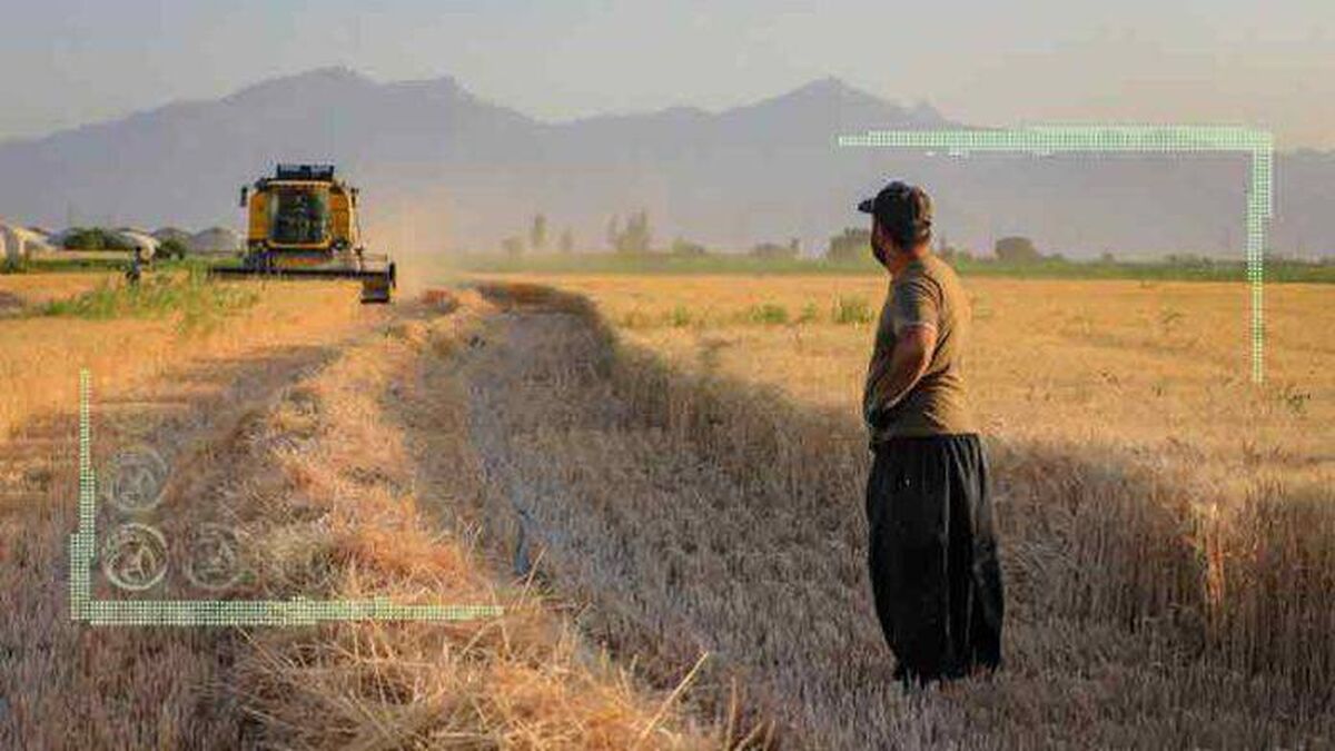 بدهی بزرگ دولت به گندم‌کاران