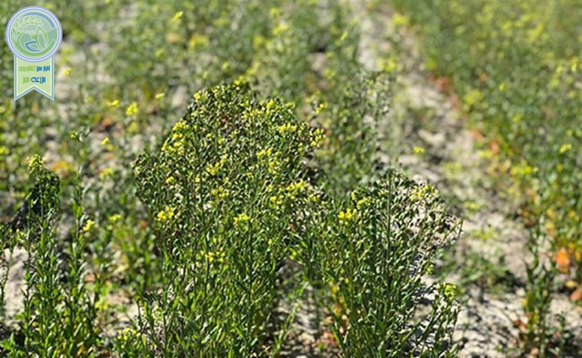 کاملینا گیاهی با ارزش غذایی بالا و کم آب‌بر

