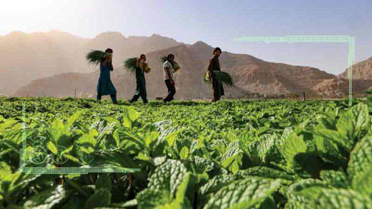 فرصت‌های دیجیتال در زنجیره ارزش کشاورزی خاورمیانه