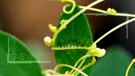 مبارزه با سس درختی در باغات