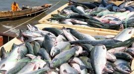 قیمت انواع ماهی ۵ مهر ۱۴۰۲