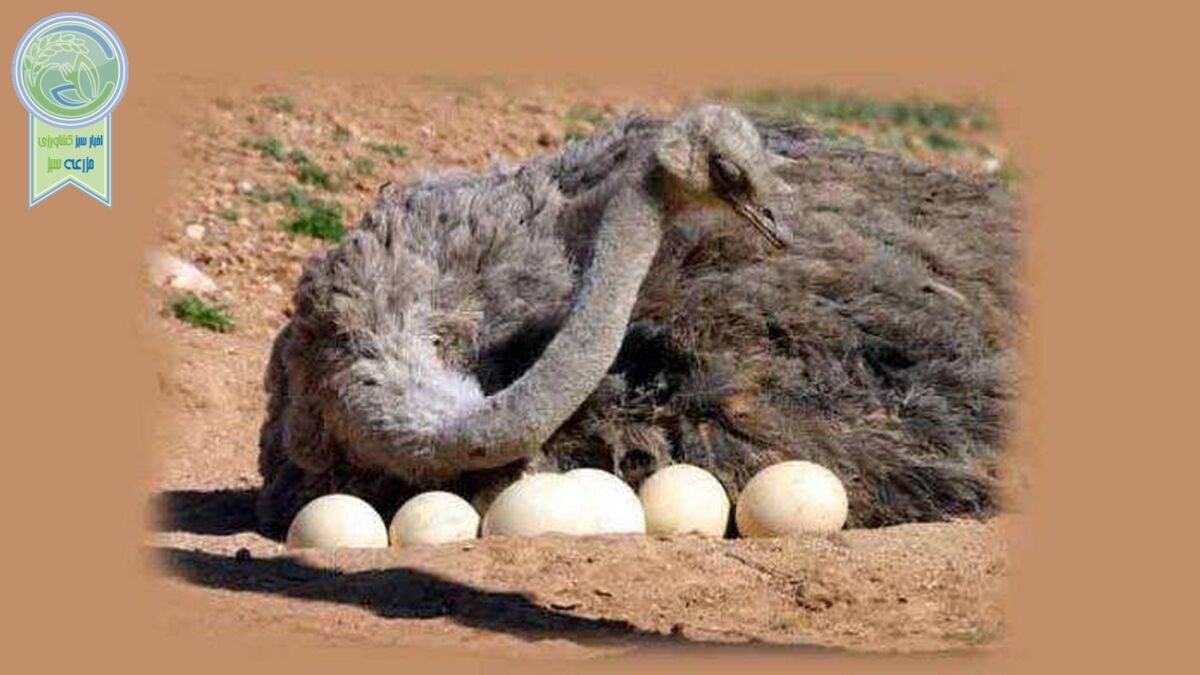 پرورش شترمرغ؛ صنعتی نوپا، به صرفه و اقتصادی