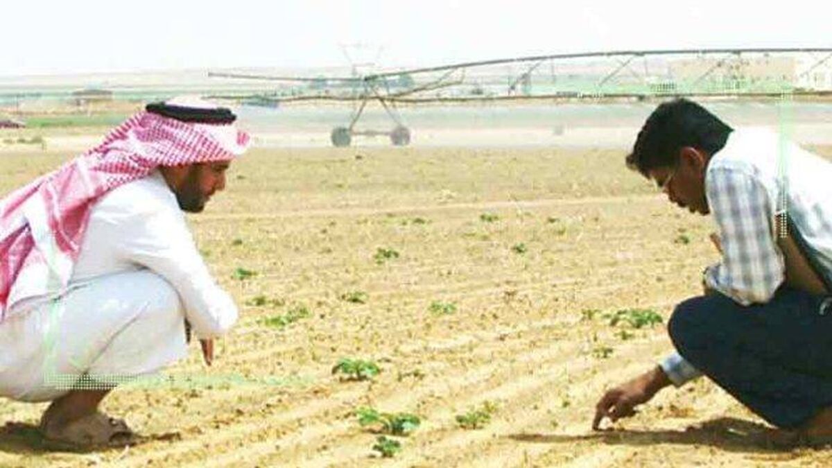 کشت برون مرزی، استراتژی سیاسی کشورهای شورای همکاری خلیج فارس (GCC)