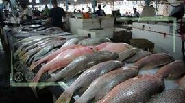 قیمت انواع ماهی ۱۰ مهر ۱۴۰۲