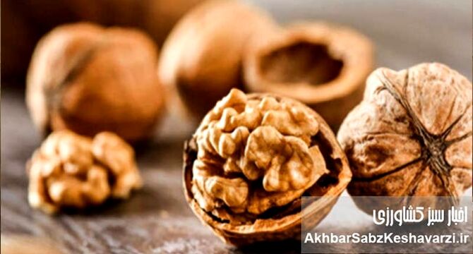 گردو یکی از مقوی‌ترین انواع مغزها