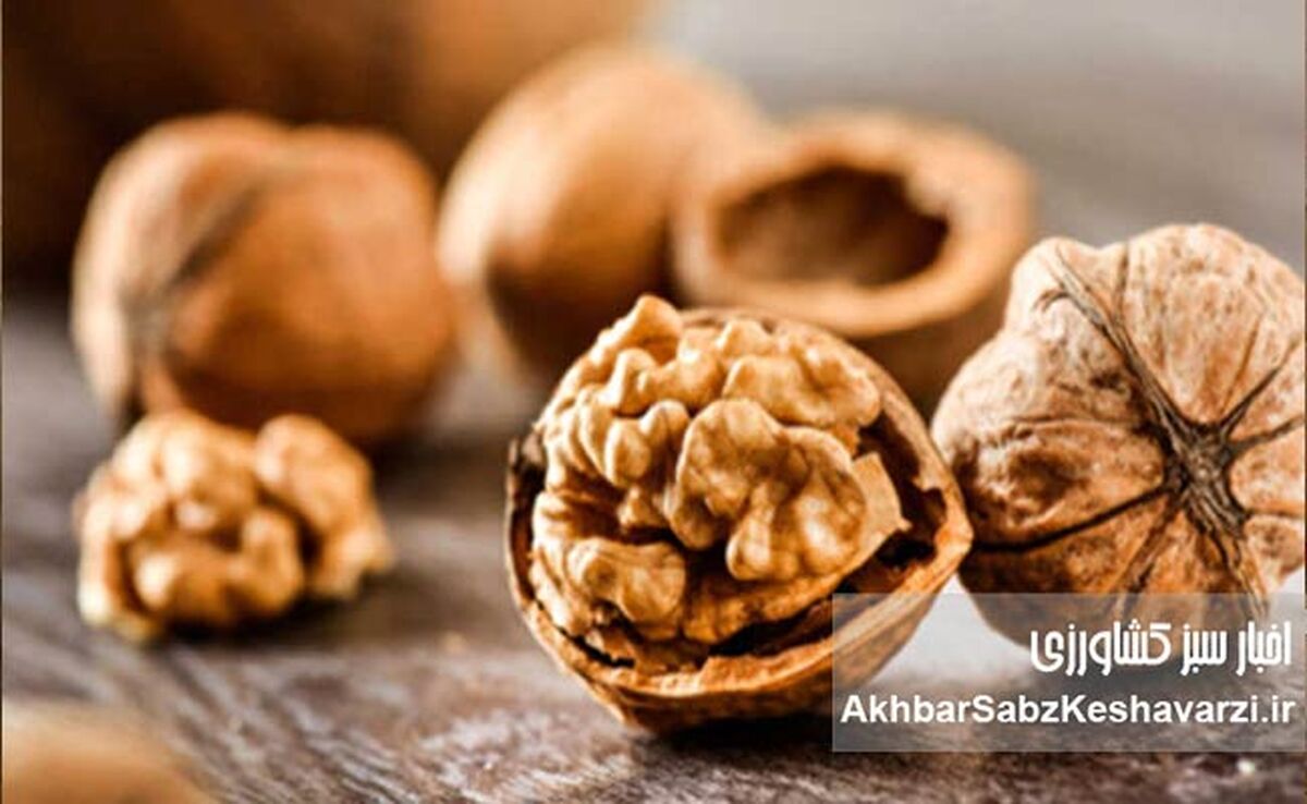 گردو یکی از مقوی‌ترین انواع مغزها