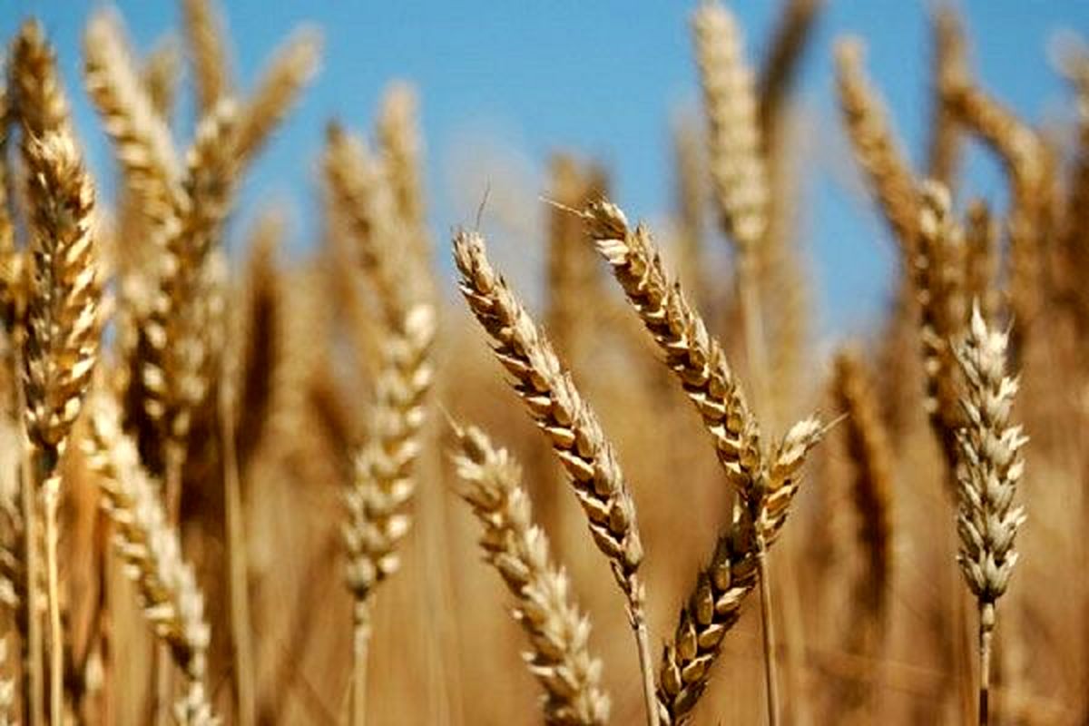 نخستین برداشت گندم در سال زراعی جدید به طور رسمی آغاز شد

