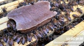 غذای کمکی زنبور عسل: راهکاری نوین برای بقای کندوها در فصول کمبود غذا