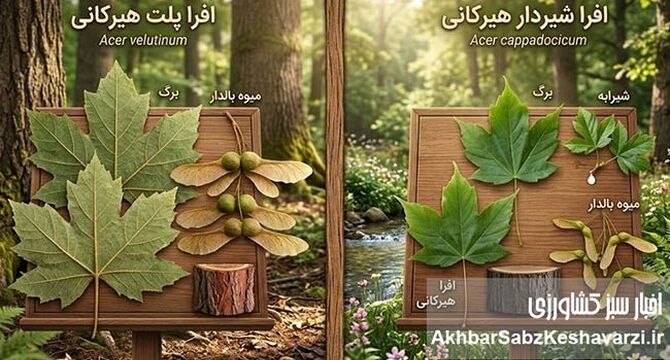 چگونه افرا پلت را از افرا شیردار هیرکانی تشخیص دهیم؟ (راهنمای شناسایی)+ویدئو

