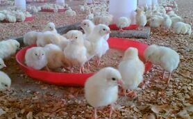 بازگرداندن وجوه گرانفروشی جوجه یک‌روزه به مرغداران

